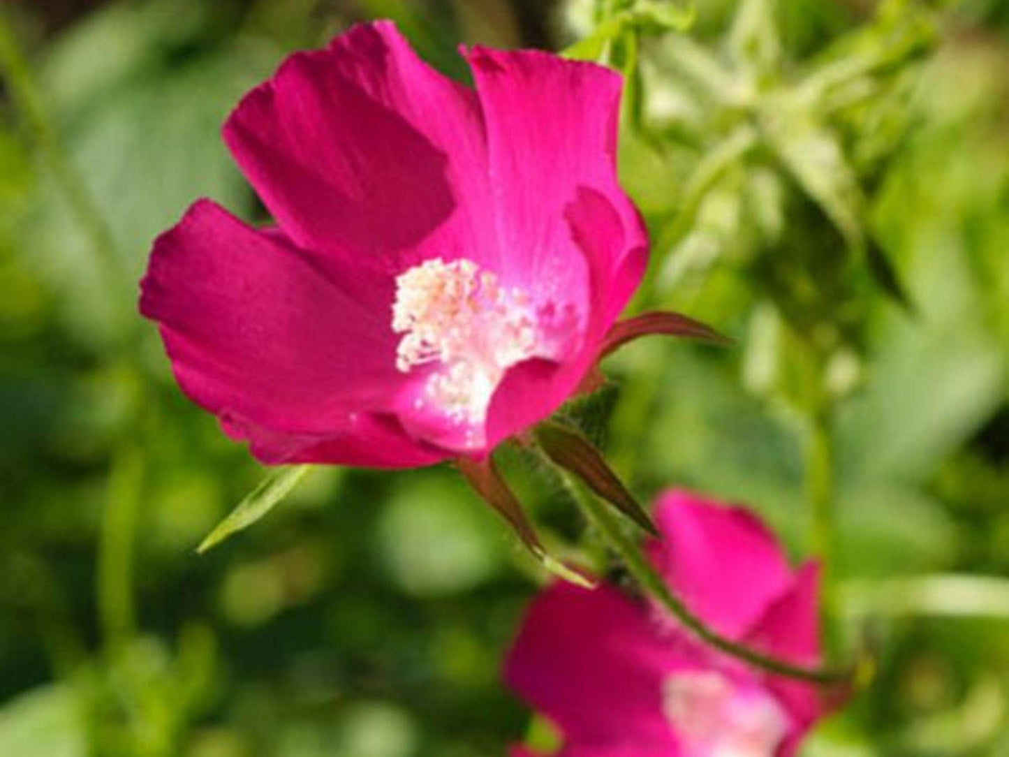 Purple Poppy Mallow Seeds – Callirhoe involucrata, Drought-Tolerant Native Groundcover, Magenta Blooms, Pollinator-Friendly, 10 Seeds