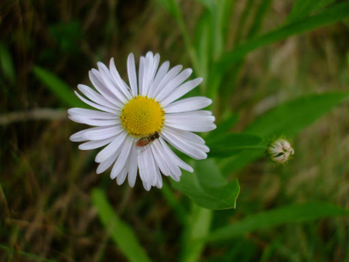 Boltonia decurrens Seeds – Decurrent False Aster Native Perennial Wildflower for Pollinators – 500 Seeds