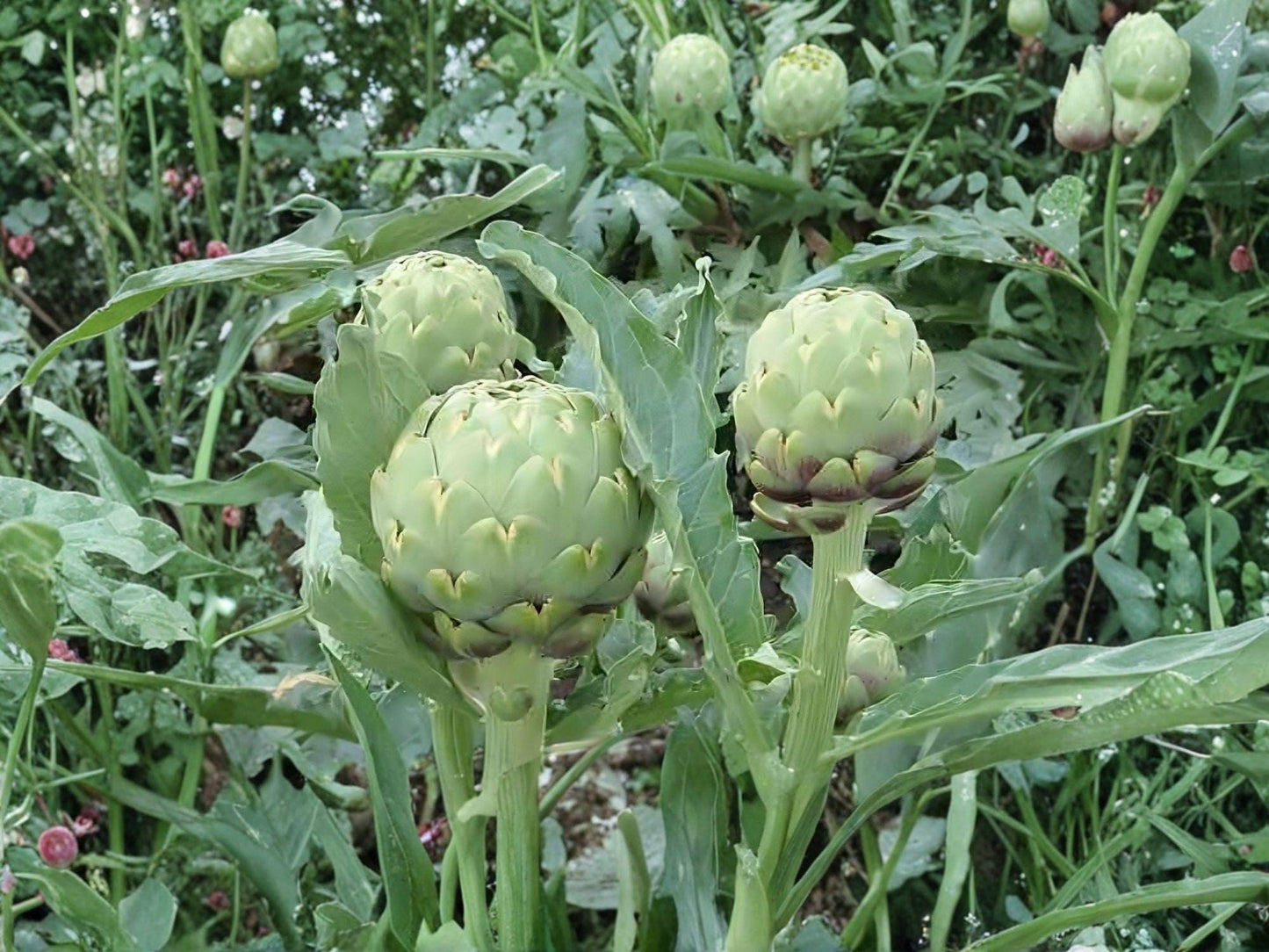 Artichoke Green Globe Seeds, Heirloom Perennial Vegetable, Gourmet Garden Favorite, Cynara cardunculus var. scolymus