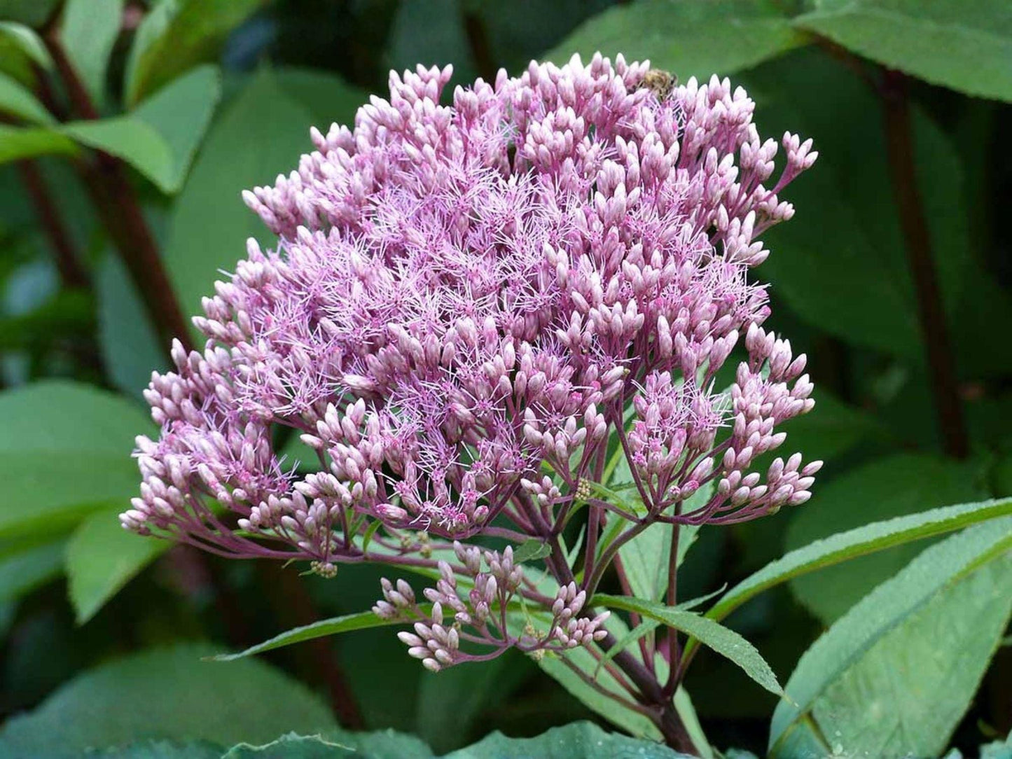 Eutrochium fistulosum Seeds | Hollow Joe Pye Weed Native Perennial Wildflower | Pollinator & Butterfly Magnet