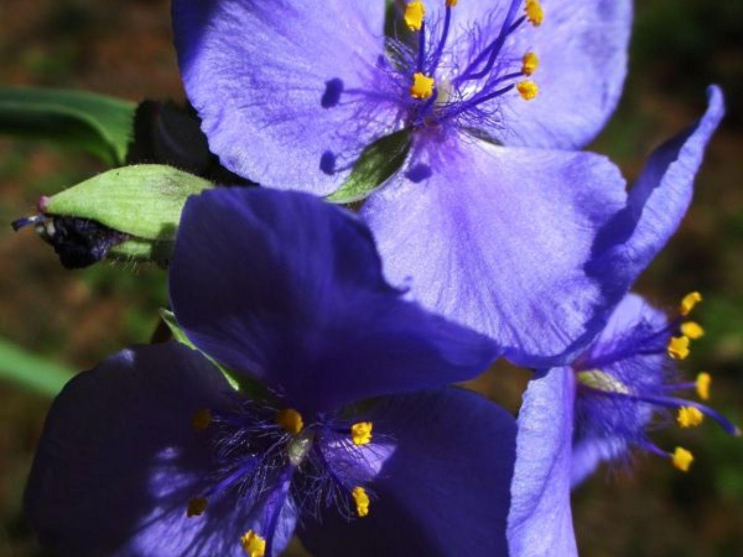 Prairie Spiderwort Seeds – 150 Native Wildflower Seeds for Drought-Tolerant Pollinator Gardens, Tradescantia bracteata