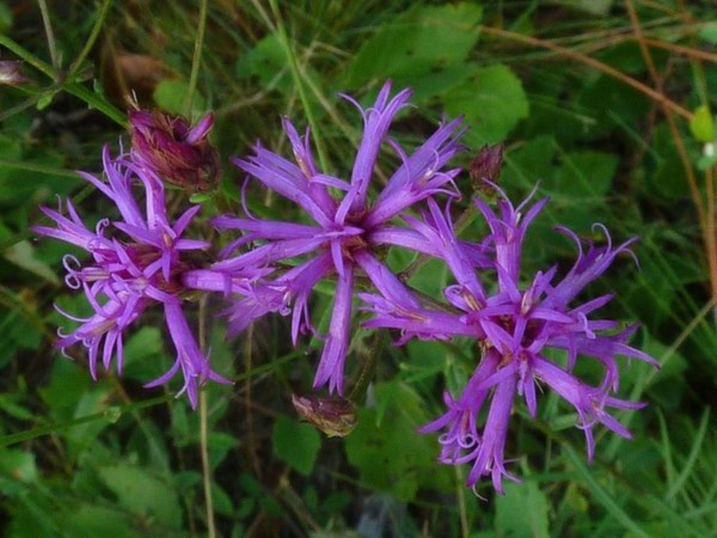 Tall Ironweed Seeds – Native Wildflower, Butterfly & Pollinator Magnet, Vernonia angustifolia, 100 Seeds