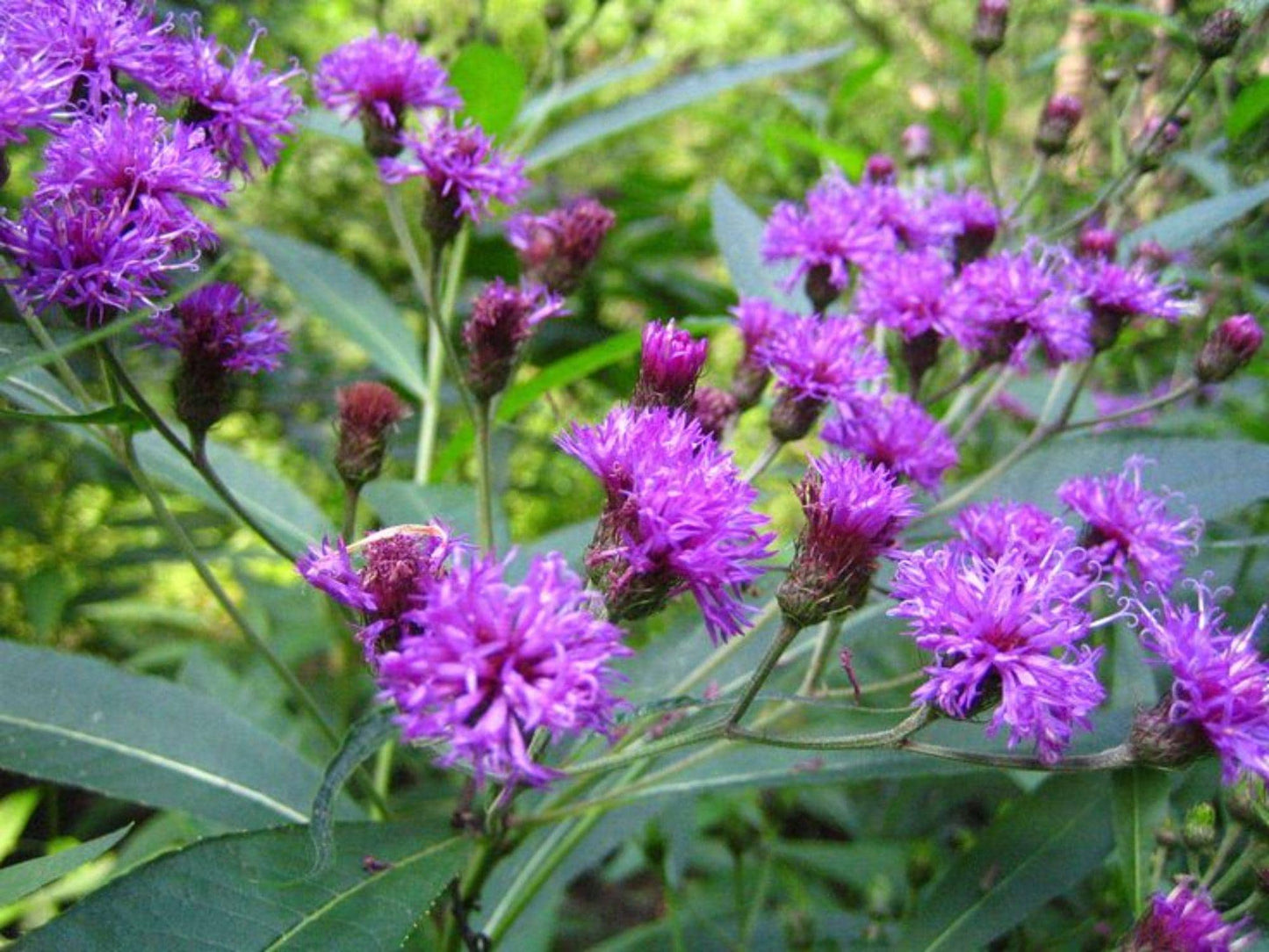 New York Ironweed Seeds – 100 Native Wildflower Seeds for Pollinator Gardens & Moist Landscapes – Vernonia noveboracensis