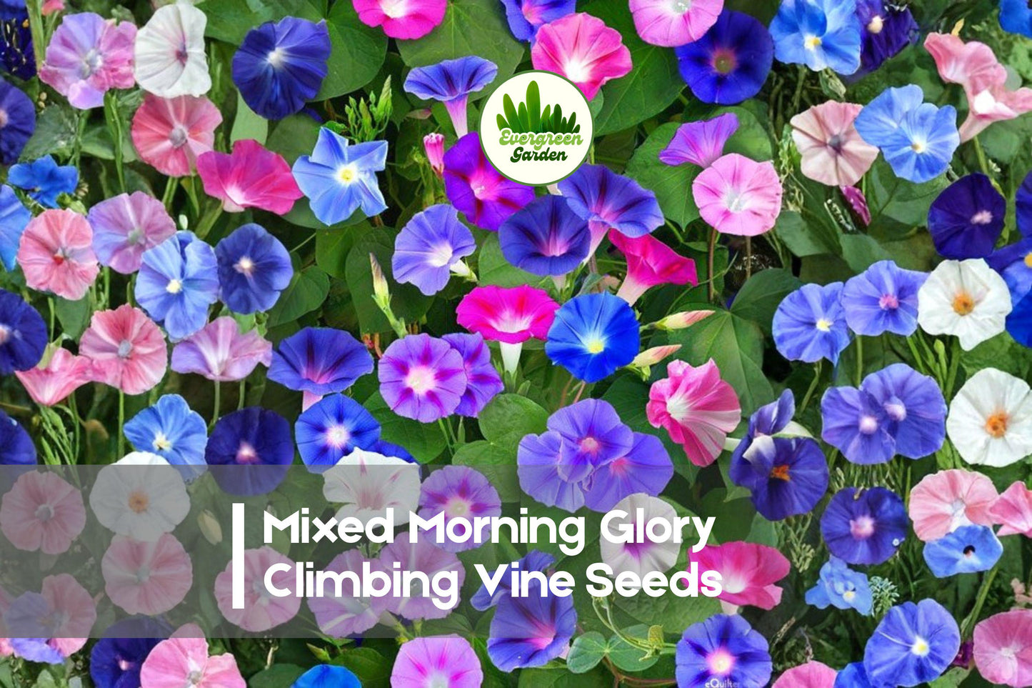 150 Mixed Morning Glory Climbing Vine Seeds | Fast-Growing Ipomoea Flower Seeds for Vertical Gardens & Fences