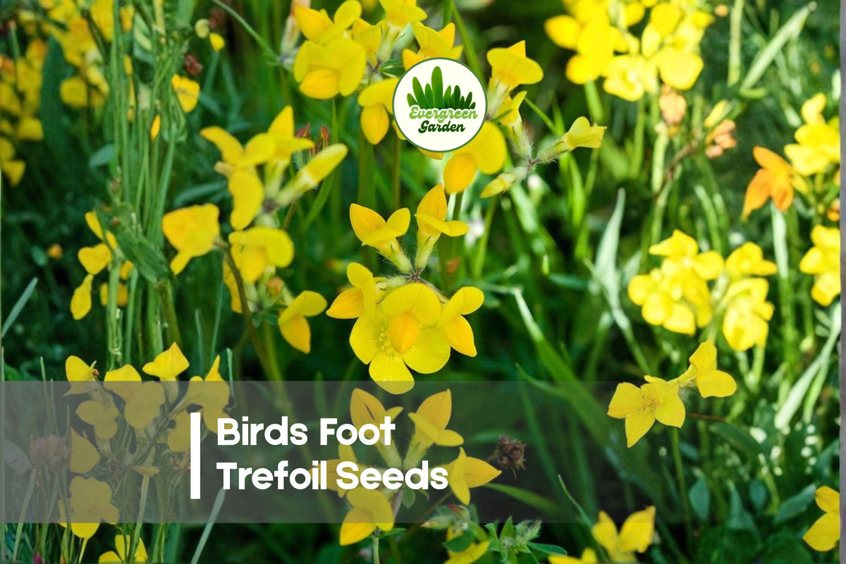 500 Birds Foot Trefoil Seeds - Fast-Growing Ground Cover with Bright Yellow Flowers, Lotus corniculatus, Perennial, for Gardens & Meadows