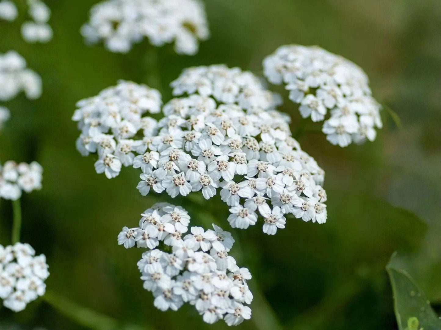 Achillea Millefolium Occidentalis Seeds – Western Yarrow Native Wildflower, Medicinal Herb, Pollinator Plant, 500 Seeds