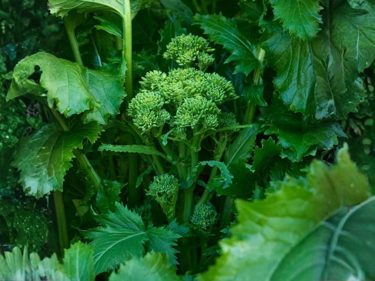 Broccoli Raab Seeds | Rapini, Spring Rabe | Italian Greens, Heirloom Vegetable, Cool-Season Leafy Green | 300 Seeds