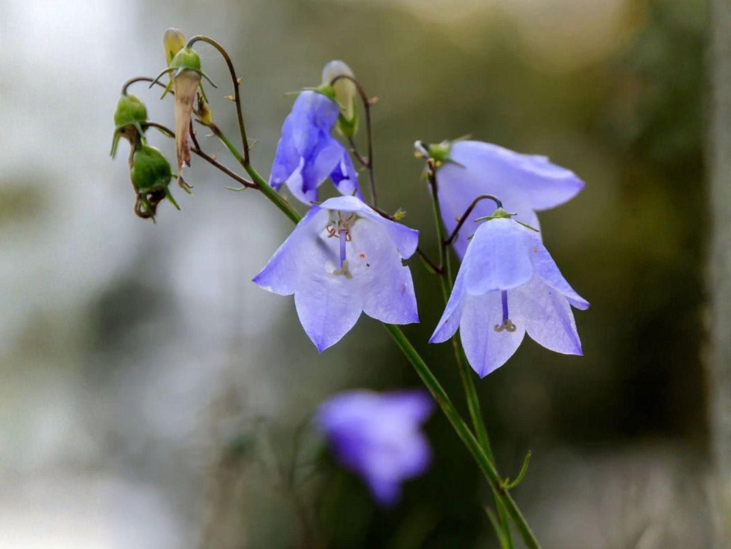 Campanula rotundifolia Seeds (100) | Harebells, Bluebell of Scotland | Perennial Wildflower for Gardens & Meadows