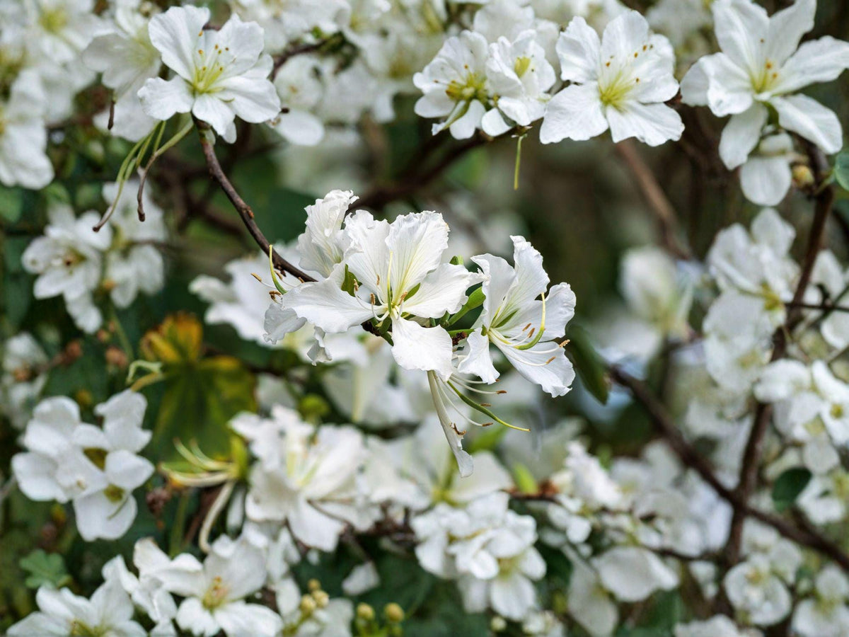 Bauhinia alba White Orchid Tree Seeds – Tropical Flowering Ornamental Tree for Gardens & Containers