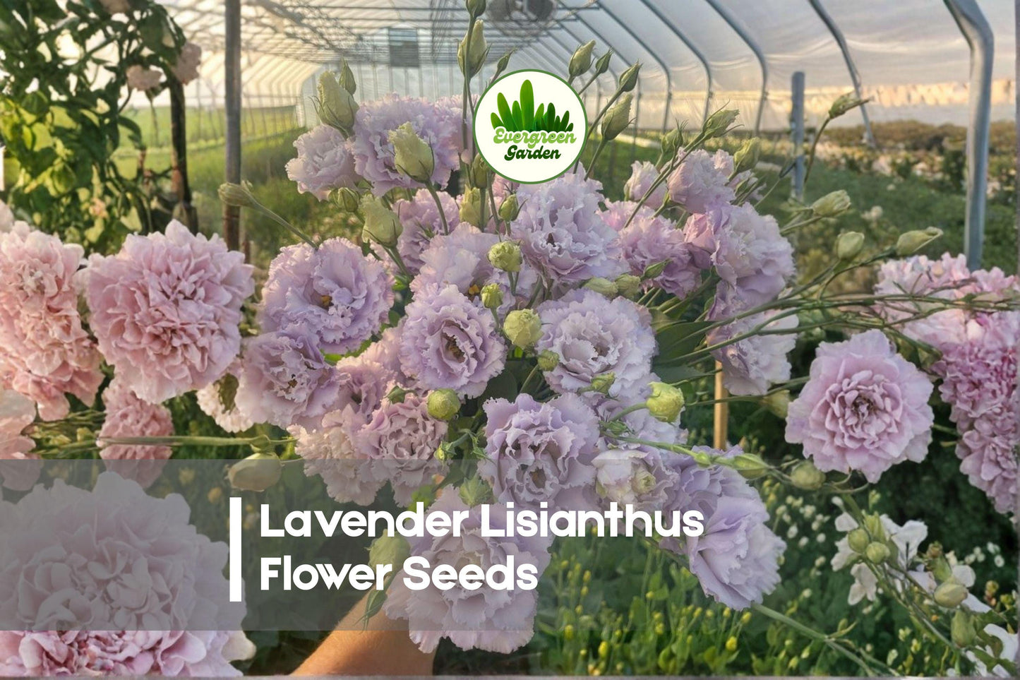 20 Lavender Lisianthus Flower Seeds - Eustoma grandiflorum, Soft Lavender Blooms, Cut Flowers, Garden Borders, Pelleted Seeds