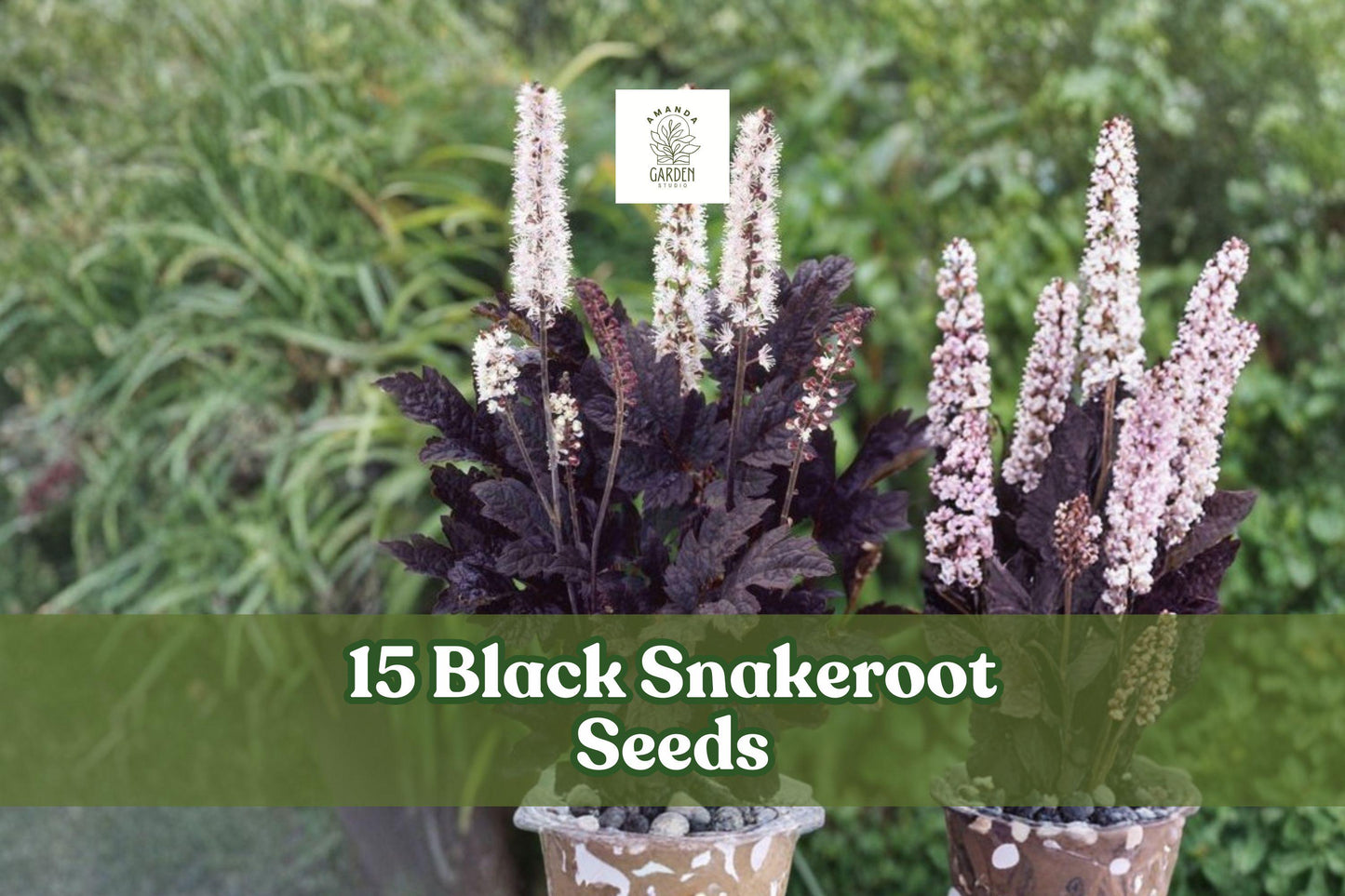 Black Snakeroot Seeds – Native Perennial for Shade Gardens | Cimicifuga racemosa | Woodland Planting