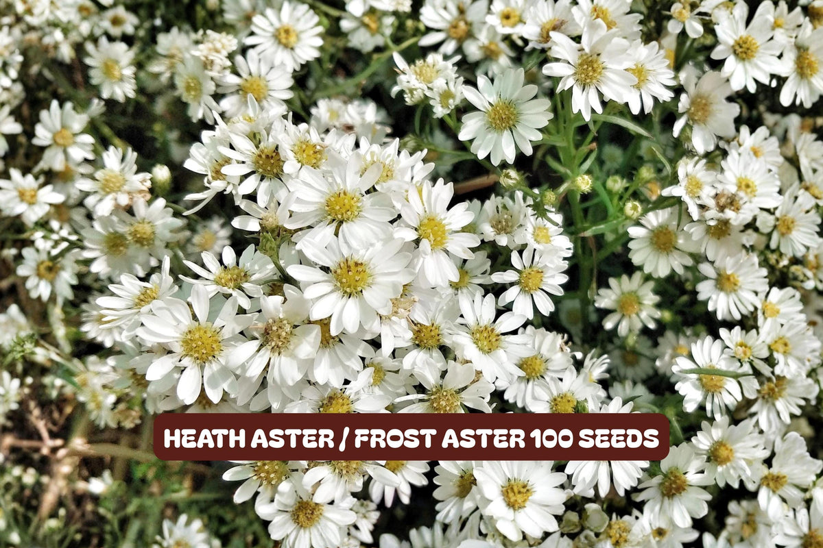 Heath Aster Seeds 100 Pack - Frost Aster Symphyotrichum ericoides Pollinator Plant for Gardens