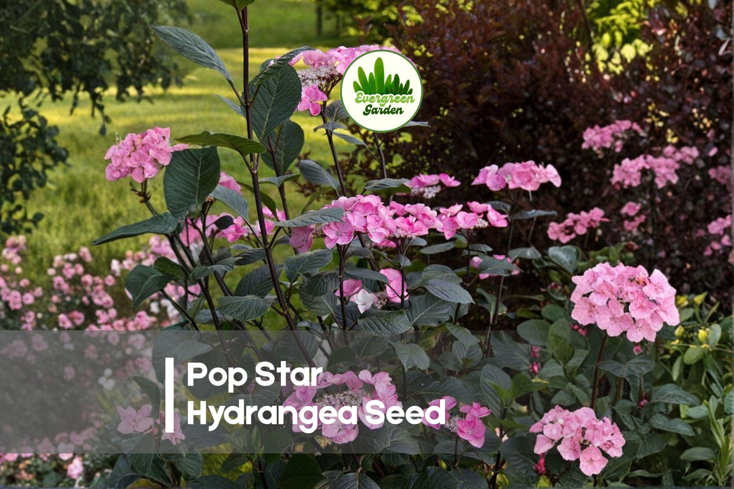 Pop Star Hydrangea Seedling - Reblooming Compact Flowering Shrub with Star-Shaped Blooms - Hydrangea macrophylla