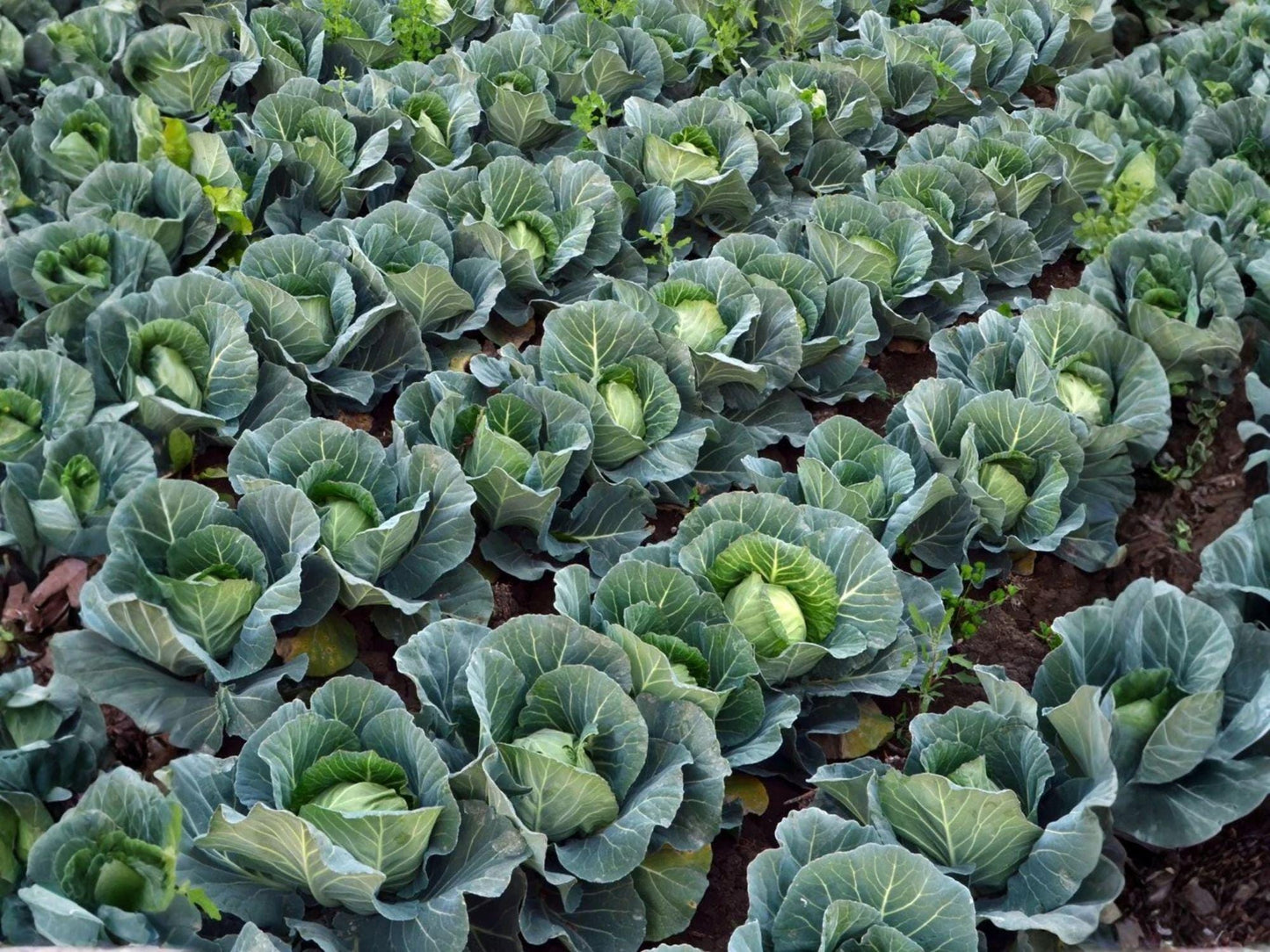 Golden Acre Cabbage Seeds | Heirloom Compact Vegetable for Spring & Fall | Early Maturity, Tender Green Heads