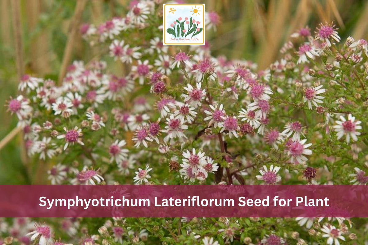 Calico Aster Seeds | Symphyotrichum lateriflorum | Native Wildflower, Perennial, Fall Blooming