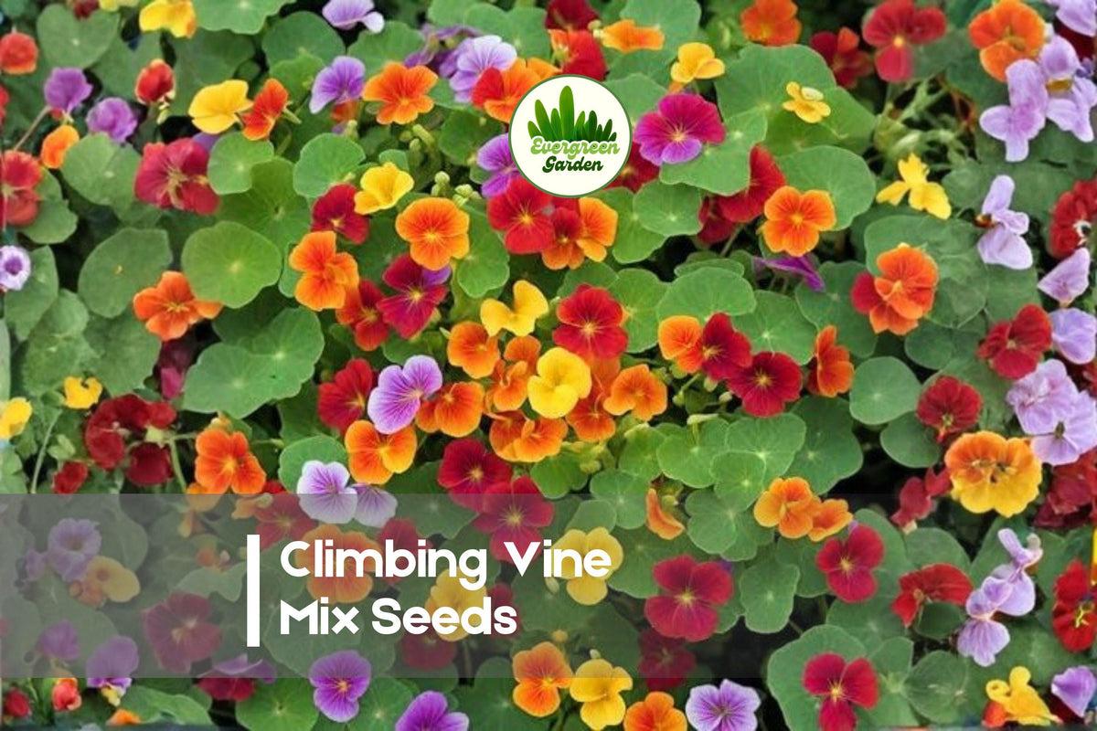200 Climbing Vine Seeds Mix | Fast-Growing Annual Flowering Vines for Vertical Gardens, Fences & Trellises | Includes Morning Glory, Nasturtium, Sweet Pea, Black Eyed Susan