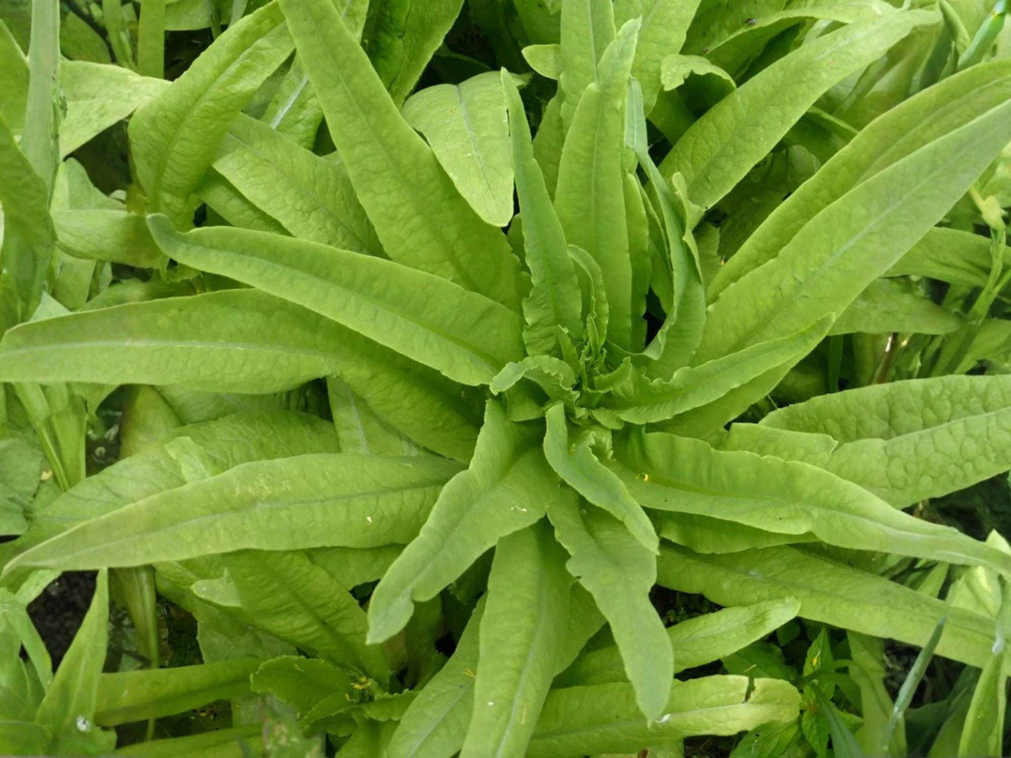 Celtuce Seeds - Asparagus Lettuce, New Yu Mai, Stem Lettuce, Asian Vegetable, Edible Stems & Leaves, 200 Seeds