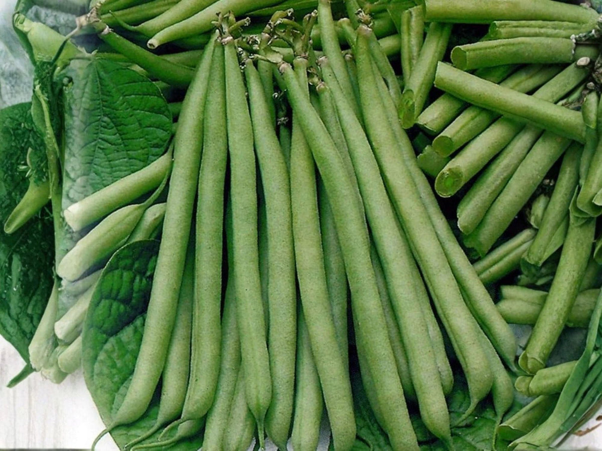 Petite Filet French Bean Seeds – Heirloom Green Beans, Gourmet-Quality, Bush Variety, Phaseolus vulgaris, 50 Seeds