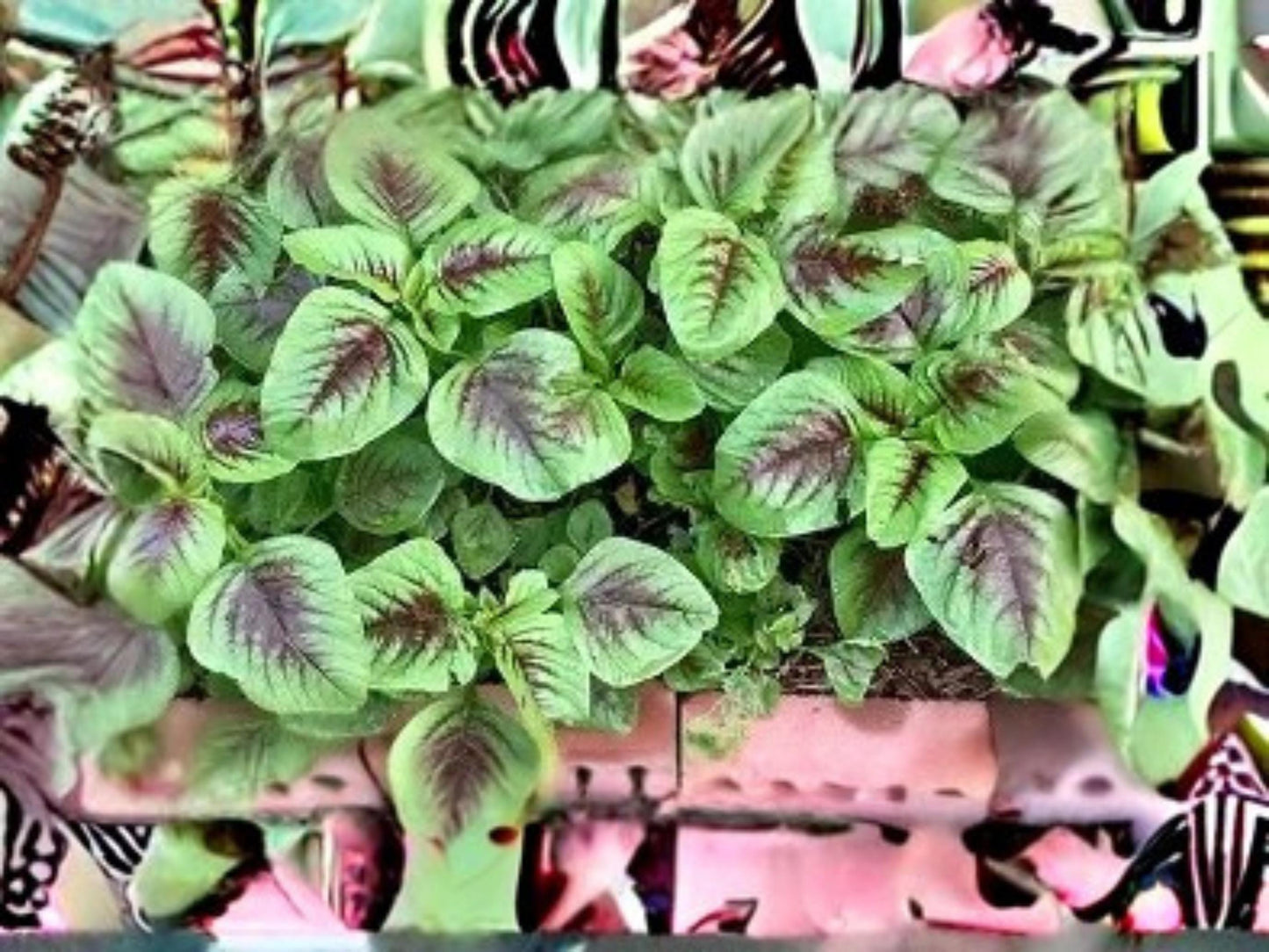 Red Beauty Tricolor Amaranth Seeds | Edible Leaf Vegetable with Vibrant Red, Green & Yellow Foliage | Fast-Growing Annual Plant