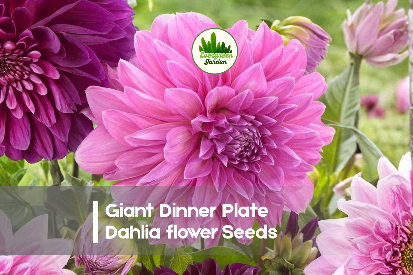 Giant Dinner Plate Dahlia Seeds - 100 Exotic Mixed Colors, Large Blooming Flowering Perennial, Dahlia hybrid