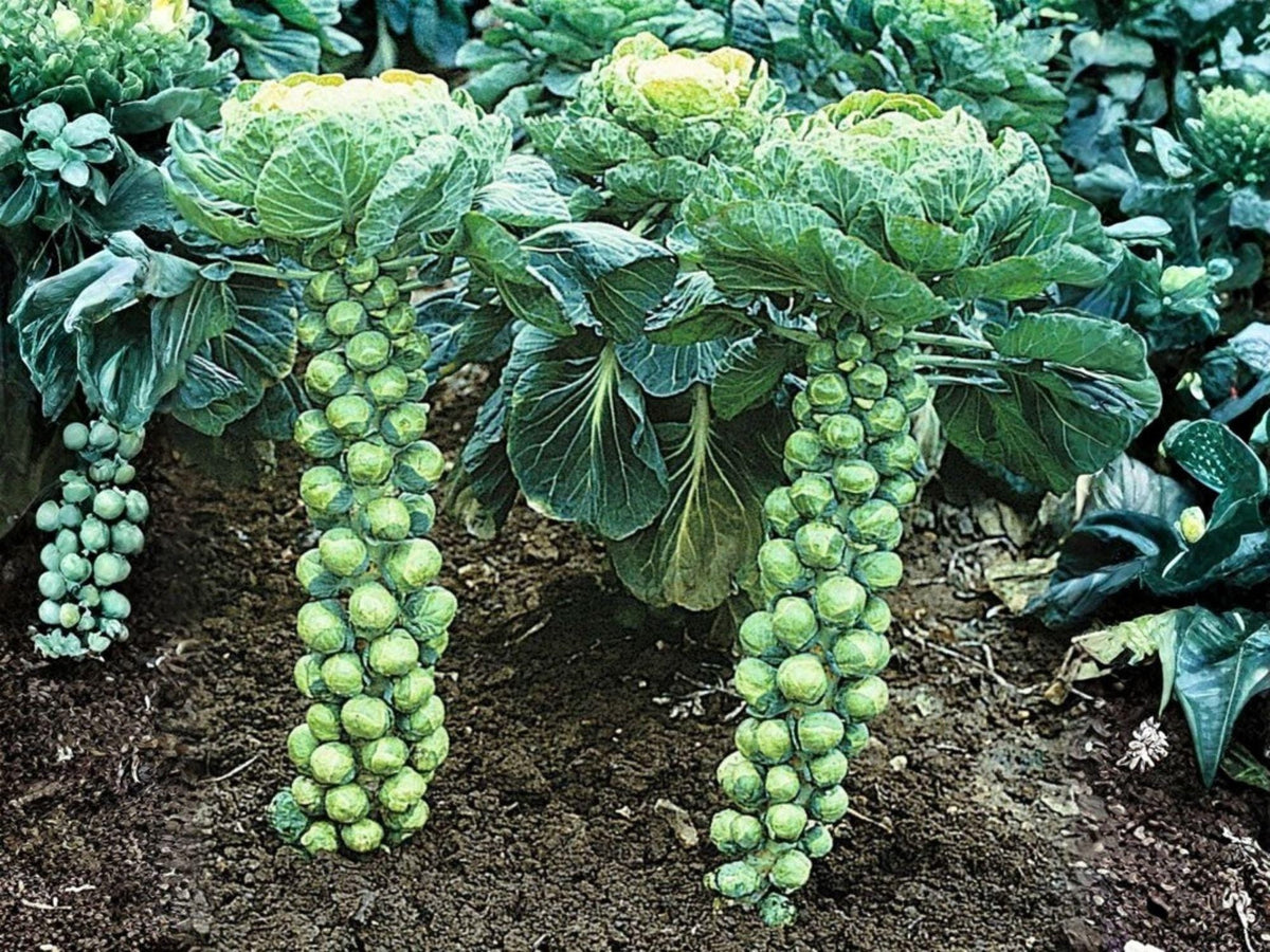 Catskill Brussels Sprouts Seeds – Heirloom, Cold Hardy, High Yield, Compact Plant, Non-GMO, 500 Seeds
