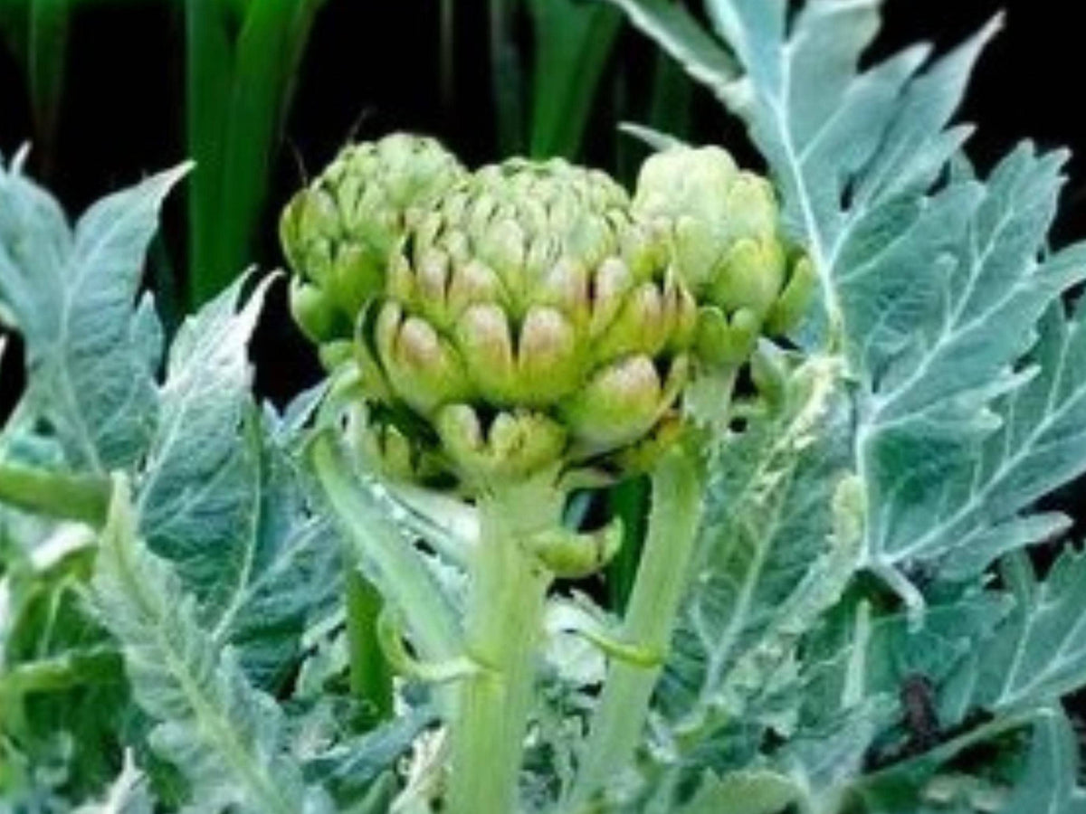 Green Globe Artichoke Seeds – Heirloom Perennial Vegetable, Edible Buds & Ornamental Foliage, Gourmet Garden Plant, 10 Seeds