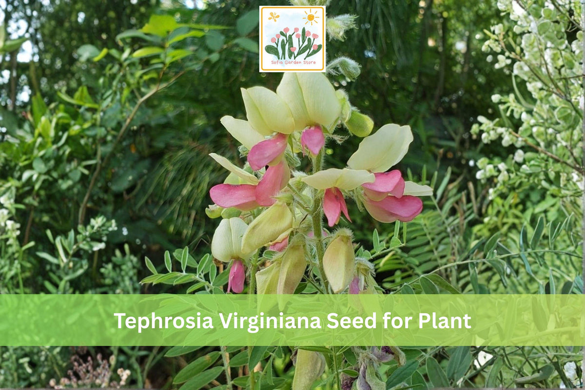 Goat’s Rue Seeds | Native Prairie Wildflower | Drought Tolerant Perennial | Tephrosia virginiana | 10 Seeds