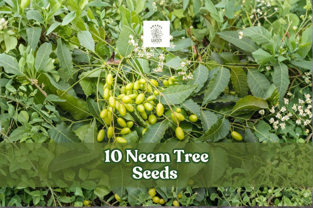 Neem Tree Seeds for Planting – Azadirachta indica, Tropical Evergreen Shade Tree, 10 Seeds for Outdoor Gardens
