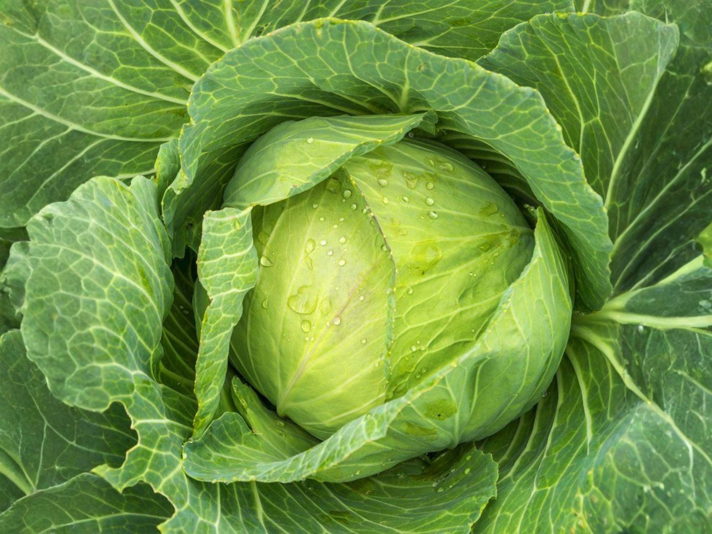 Golden Acre Cabbage Seeds – Heirloom, Early Maturing, Compact Green Heads, Non-GMO Vegetable Seeds for Home Gardens