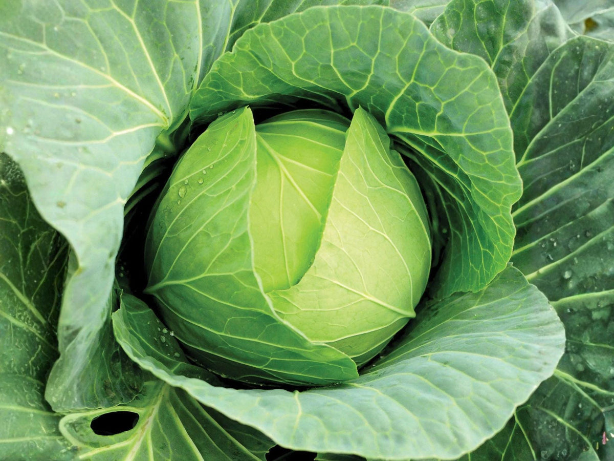 Copenhagen Market Cabbage Seeds – Heirloom Green Vegetable Seeds for Large, Cold Hardy Heads, Open-Pollinated, 500 Seeds