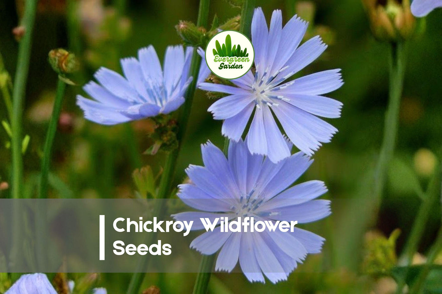 1000 Chicory Wildflower Seeds - Blue Cichorium Intybus Perennial for Gardens, Meadows & Natural Landscaping