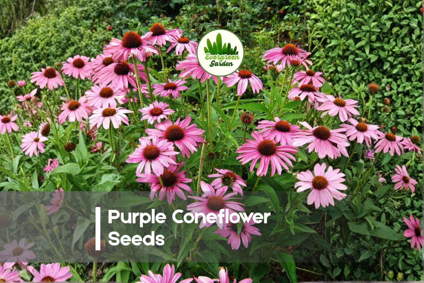 250 Purple Coneflower Seeds - Echinacea purpurea Perennial Wildflower for Pollinator Gardens and Landscaping