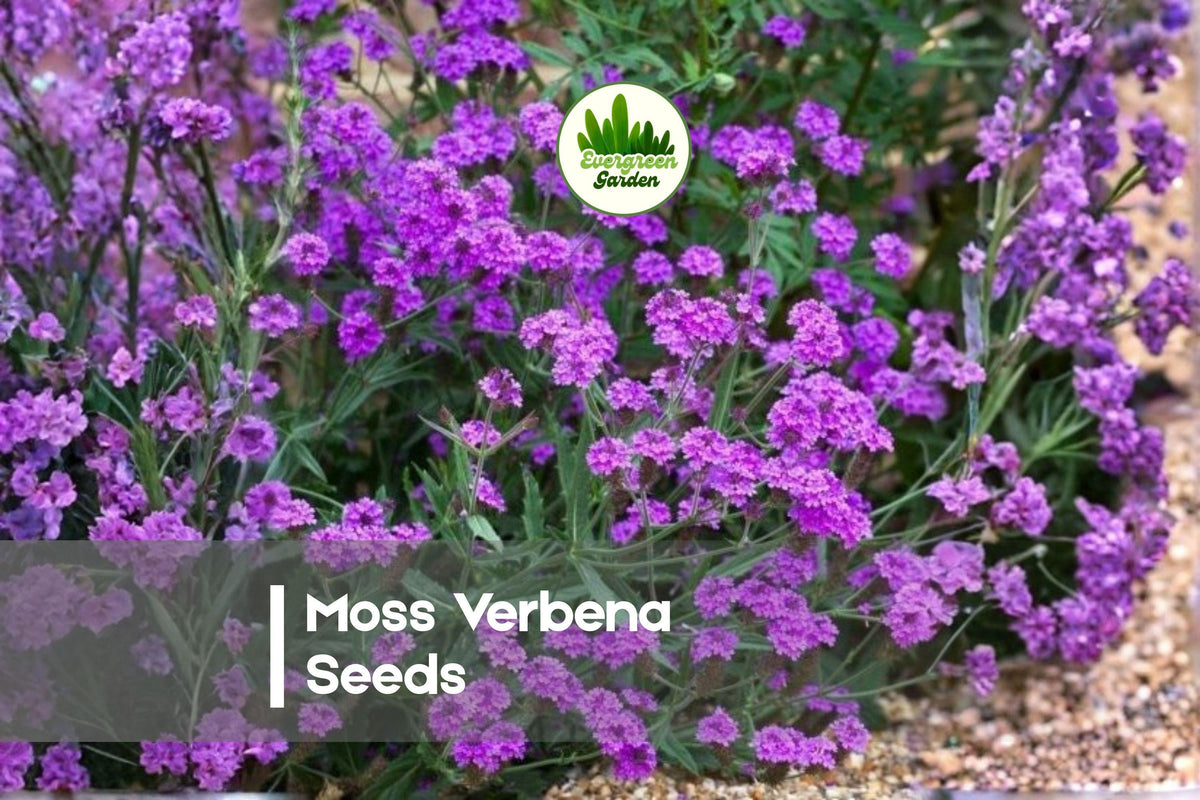 100+ Moss Verbena Seeds - Spreading Ground Cover with Purple Blooms - Verbena tenuisecta Seeds for Borders & Pollinator Gardens