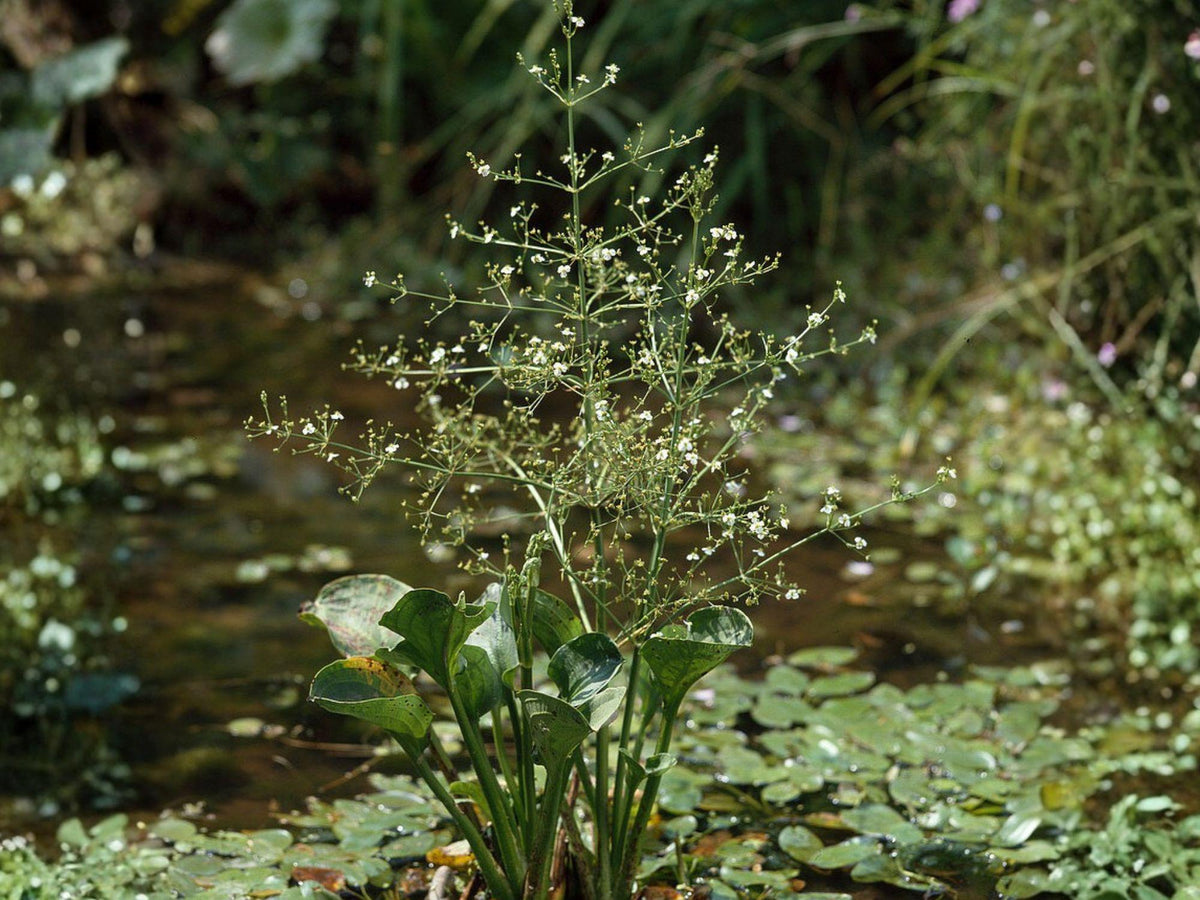 Alisma subcordatum Seeds – Native Aquatic Wetland Plant for Ponds, Marshes & Restoration Projects (500 Seeds)
