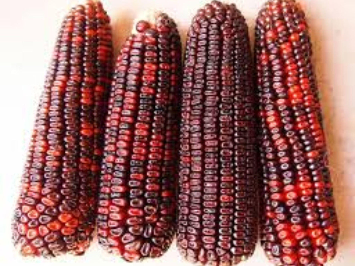 Bloody Butcher Corn Seeds – Heirloom Red Kernel Grain, Flour, Roasting, Decorative – Zea mays