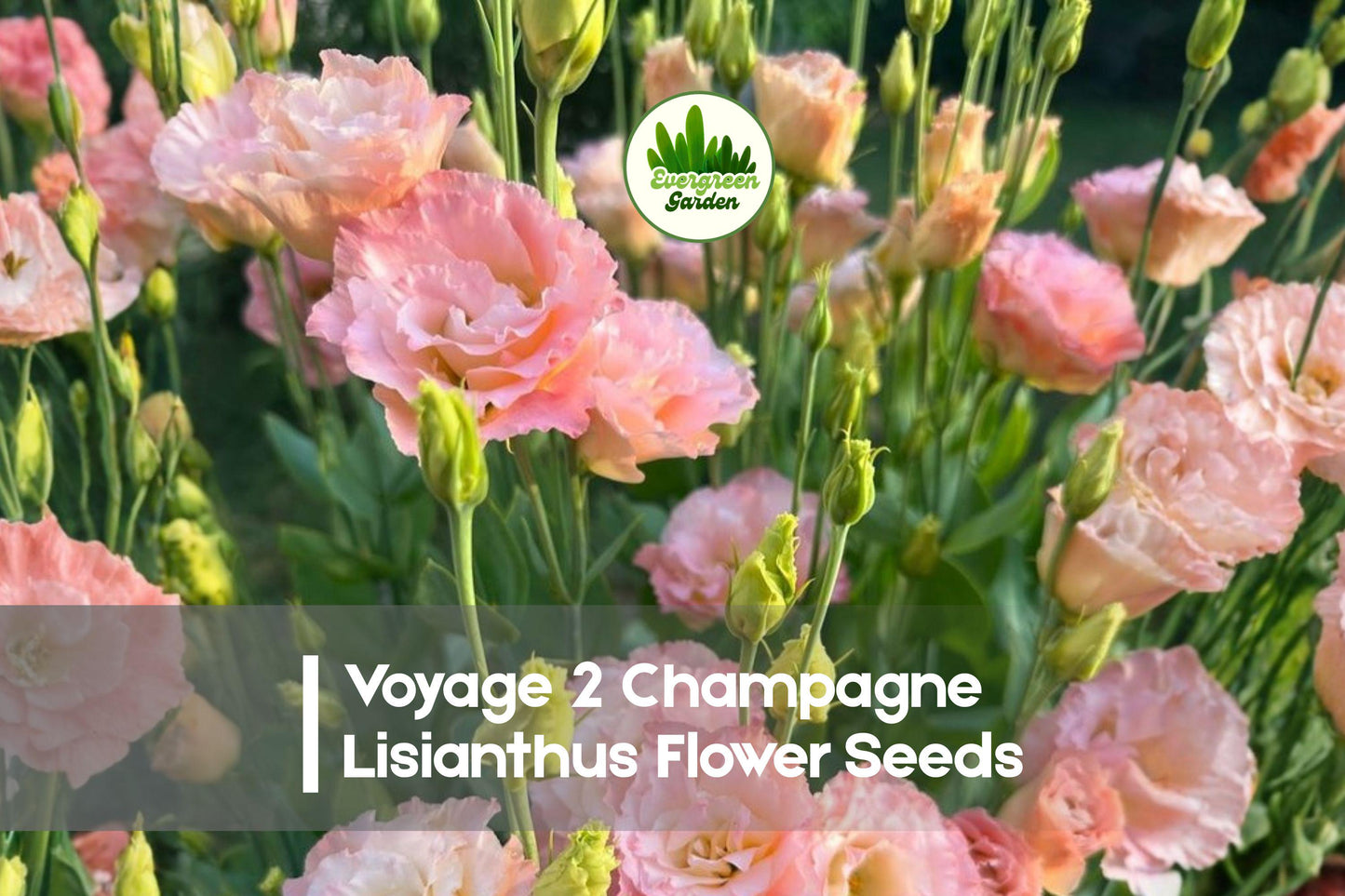 20 Lisianthus Seeds Voyage 2 Champagne Pelleted Flower Seeds for Cut Flowers Eustoma grandiflorum