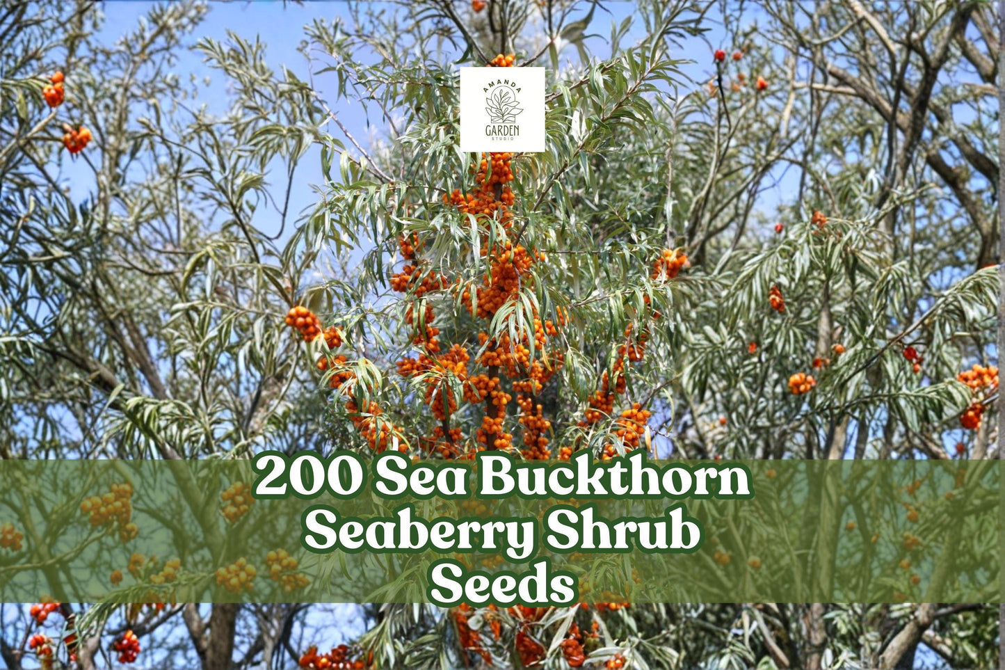 200 Sea Buckthorn Seeds, Hippophae rhamnoides, Edible Fruit-bearing Shrub for Garden, Landscape, Hedgerows