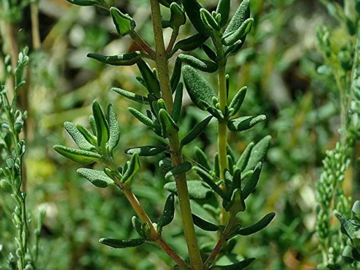 Thyme Herb Seeds - 300 Aromatic Culinary Seeds, Perennial Plant, Thymus vulgaris, Kitchen Herb, Drought Tolerant, Open-Pollinated