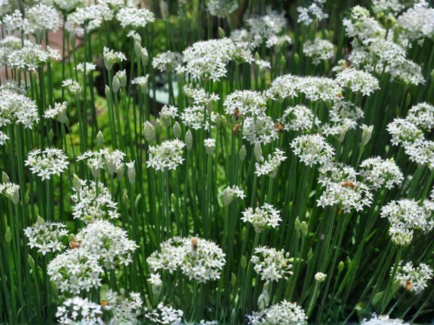 Garlic Chives Seeds – Culinary Herb with Mild Garlic Flavor, Chinese Chives, Allium tuberosum, 100 Seeds