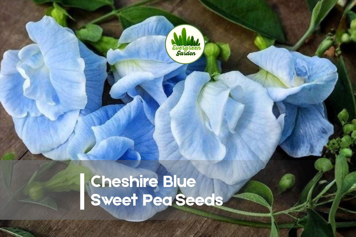Cheshire Blue Sweet Pea Seeds, Climbing Flowering Vine, Fragrant Blue Blooms, Lathyrus odoratus, Annual Garden Plant