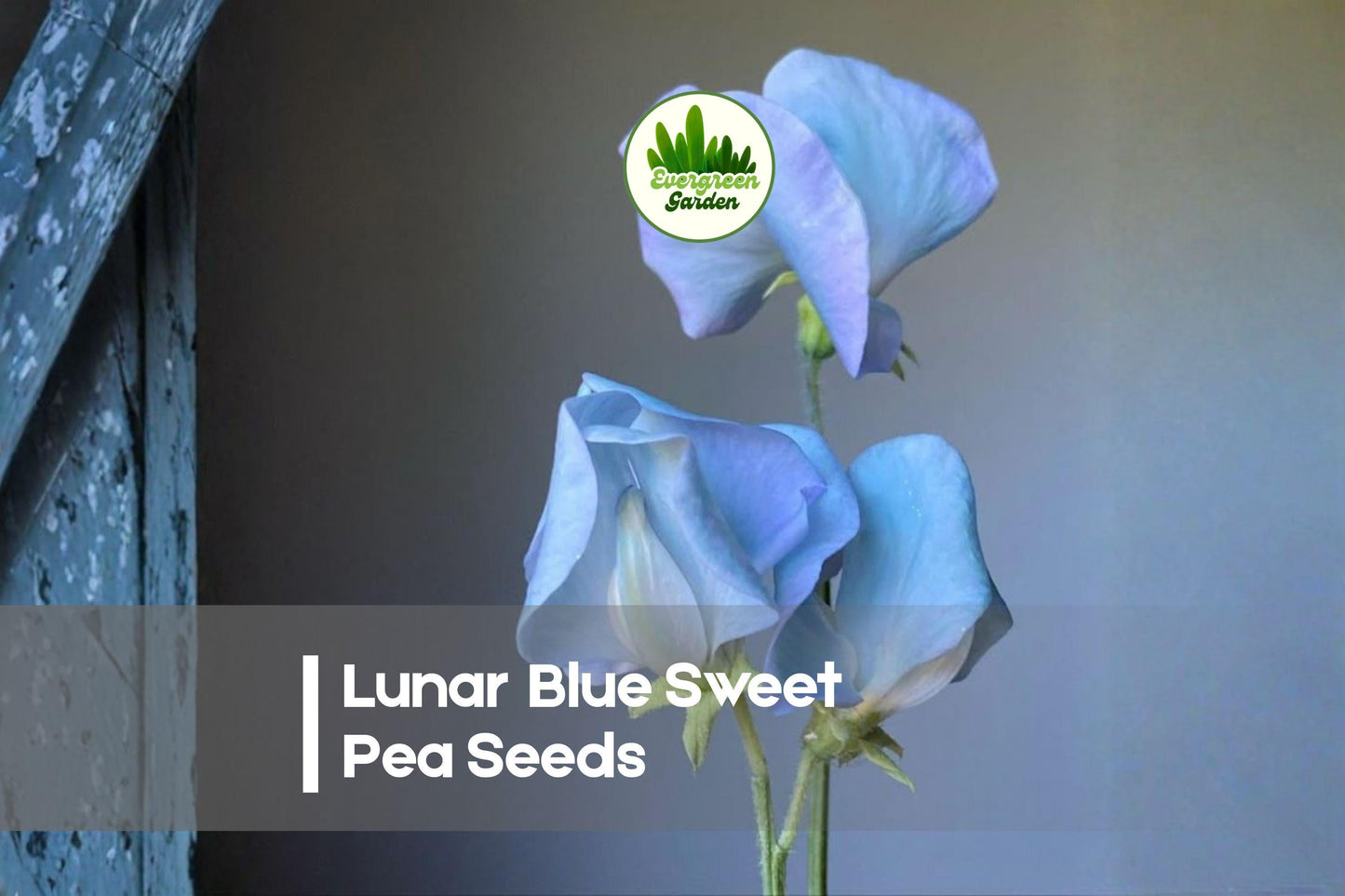 Lunar Blue Sweet Pea Seeds, Climbing Vine, Blue Fragrant Flowers, Lathyrus odoratus, 50+ Seeds