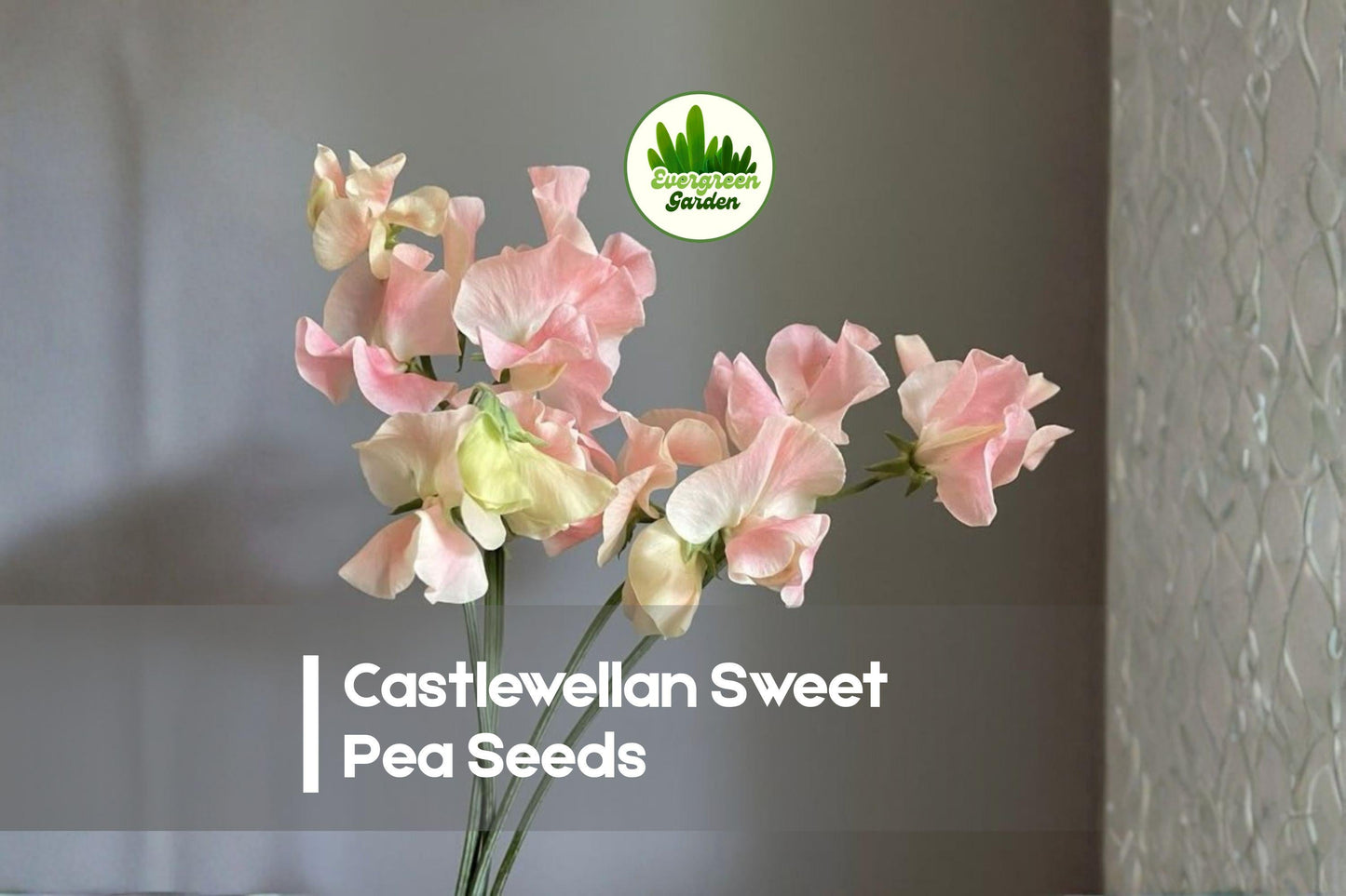 Castlewellan Sweet Pea Seeds, Climbing Vine, Fragrant Pastel Blooms, Lathyrus odoratus, Garden, Cut Flowers, Vertical Garden