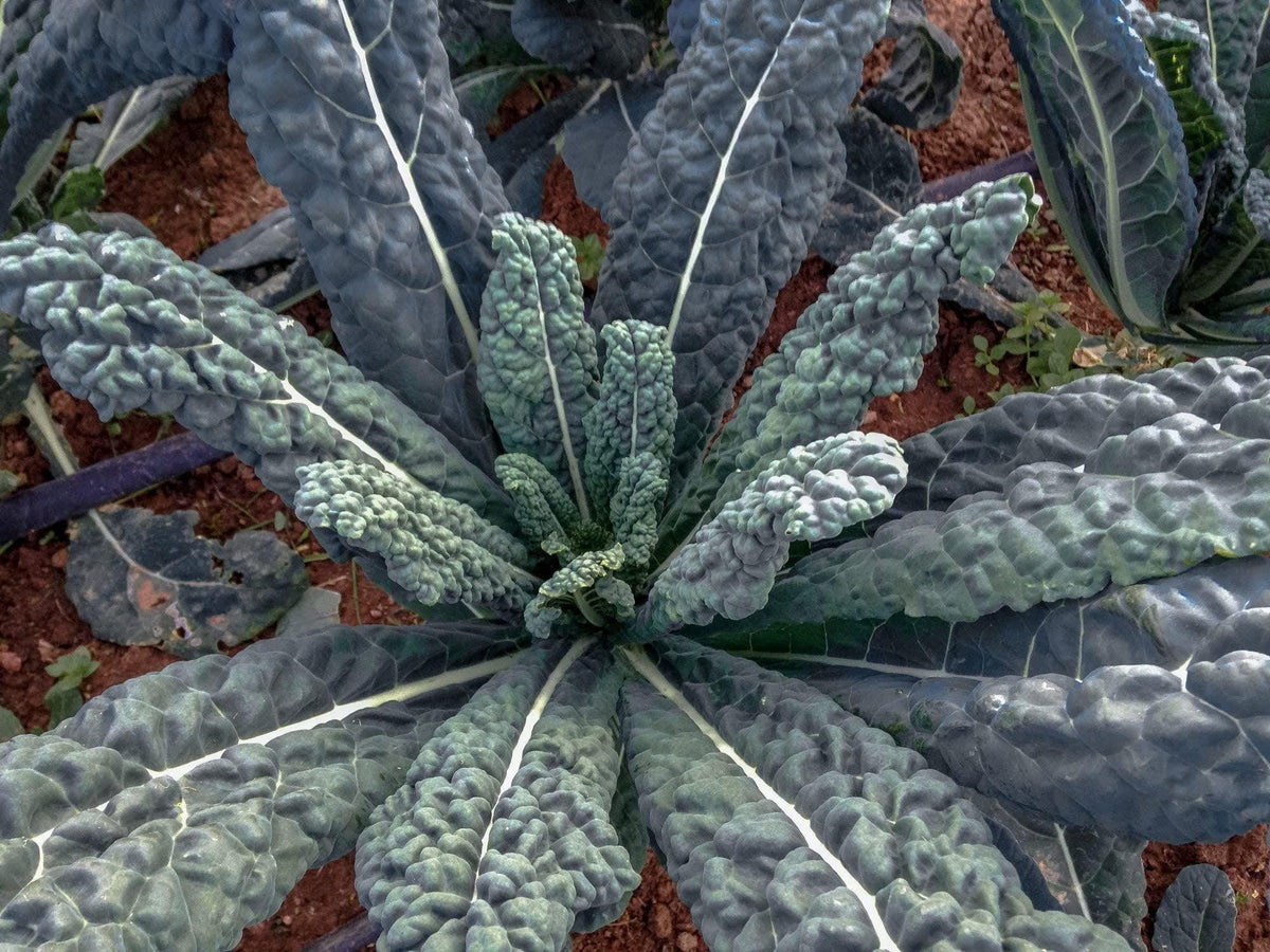 Lacinato Kale Seeds – 500 Heirloom Black Tuscan Dinosaur Kale, Cavolo Nero, Italian Green Vegetable Seeds