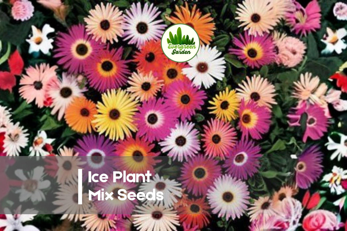 100 Ice Plant Mix Seeds - Drought Tolerant Ground Cover with Bright Colorful Blooms, Delosperma / Mesembryanthemum
