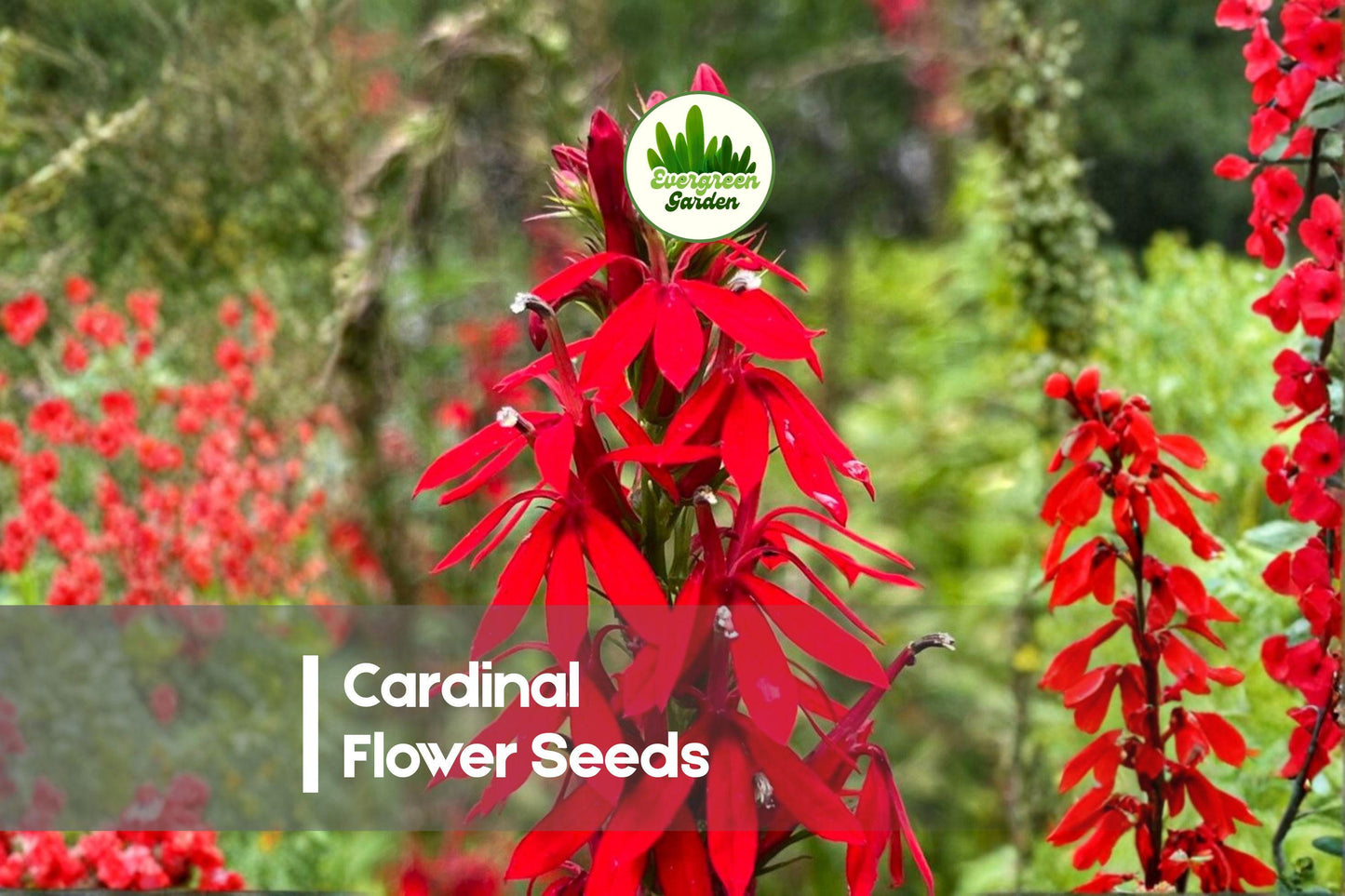 Cardinal Flower Seeds - 100 Pack, Lobelia cardinalis, Bright Red Blooms, Perennial Wildflower for Pollinator Gardens