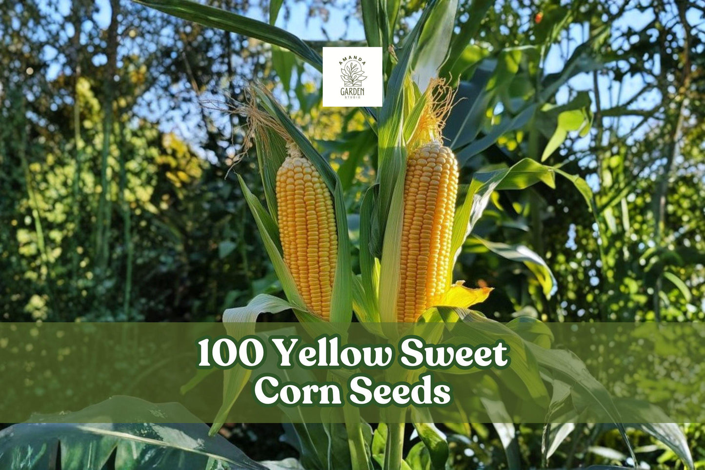 Yellow Sweet Corn Seeds – Hybrid “Incredible” Zea mays, 100 Pack for Home Garden, Vegetable Plot, Raised Beds