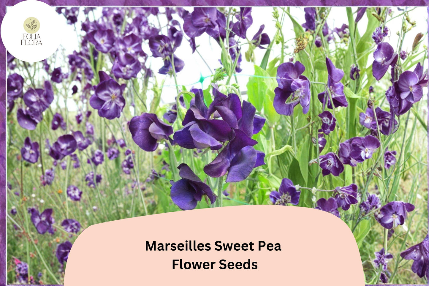 Marseilles Sweet Pea Seeds | Climbing Flower Vine with Burgundy Blooms | Lathyrus odoratus | 50+ Seeds