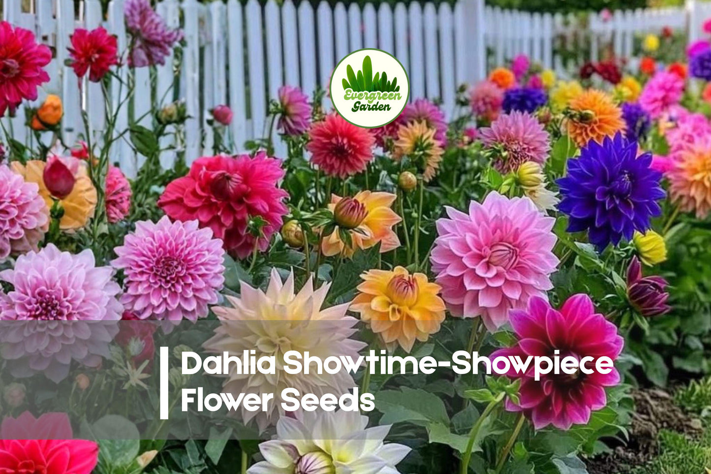 Dahlia Showtime Showpiece Flower Seeds - Large Bright Blooms, Ornamental Garden, Cut Flowers, Dahlia hybrid