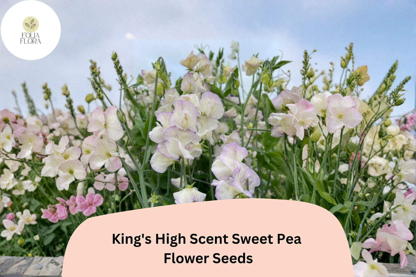 King’s High Scent Sweet Pea Seeds | Lathyrus odoratus Climbing Flower Seeds for Garden, Fragrant Blooms, Mixed Colors, 50+ Seeds