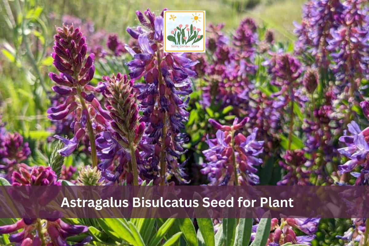 15 Astragalus bisulcatus Seeds | Twogroove Milkvetch Wildflower | Native Perennial for Meadow & Drought Tolerance